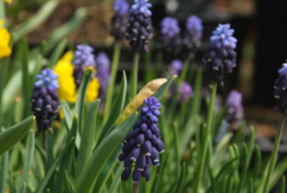 Muscari neglectumTroshyacint bestellen